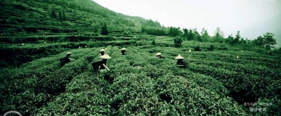 茶園宣傳片，廣告宣傳片